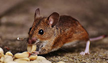 24 Hour & Emergency Exterminators in Natl Customer Support Ctr, TN